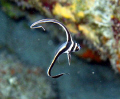   juvenile drum fish  